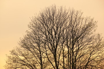 magical sunrise with tree