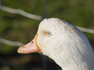 Domestic duck