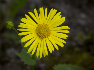 Yellow coreopsis flower