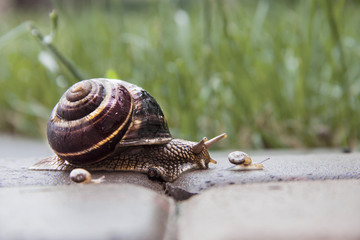 Garden snail with small snail, the big snail is taking care about the little ones