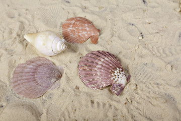 sea shells on sand