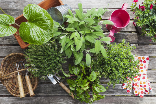 Gardening, different medicinal and kitchen herbs and gardening tools on garden table