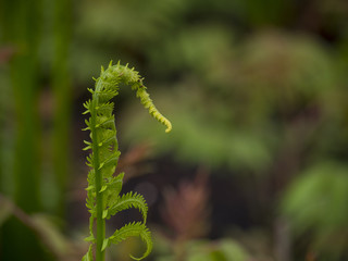 Fern in the woods