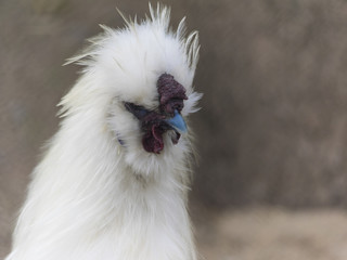 silky hen