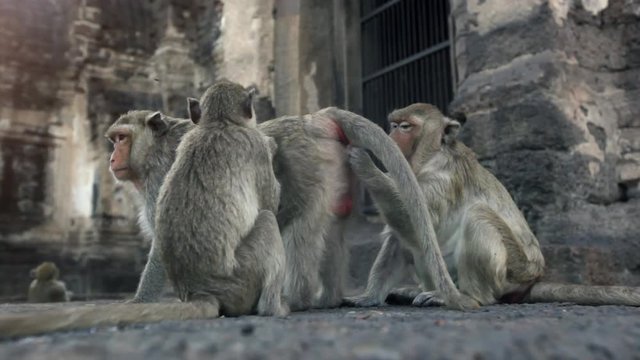 Lopburi city in Thailand, thousands of macaque monkeys live in freedom. 
During the monkey festival. In the temple Phra Prang Sam Yod, a female looking fleas in the fur of a male
