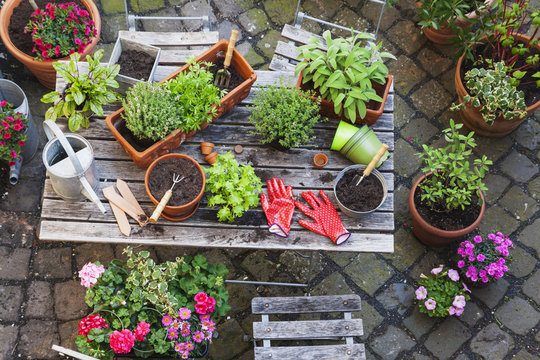 Gardening, different medicinal and kitchen herbs and gardening tools on garden table