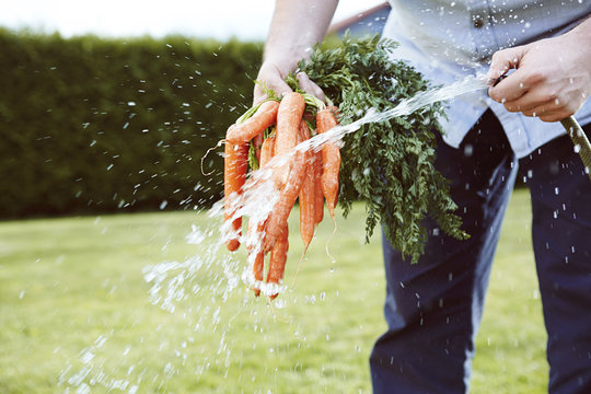 Young man working in garden, bunch of carrots, cleaning with water
