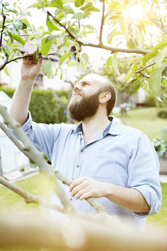 Young man checking knosps on apple tree in garden