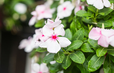 Obraz premium Flowers with rain drops in garden, West indian periwinkle, Catharanthus roseus, Vinca flower, Bringht Eye
