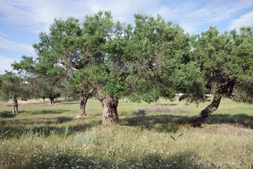 Landschaft mit Wiese, Himmel und Olivenbäumen in Griechenland