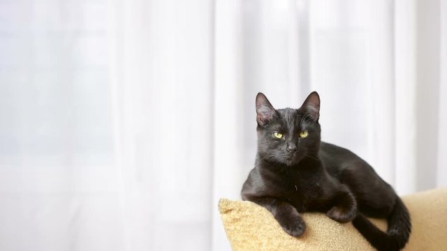 black cat lying on a chair and looks around.