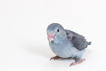 Mauve Forpus's Chick