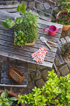 Gardening, different medicinal and kitchen herbs and gardening tools on garden table