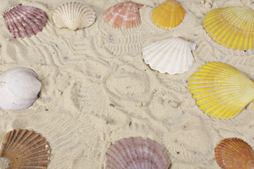 sea shells on sand