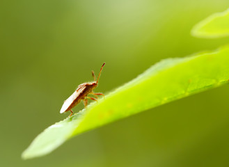 Bug on the leaf