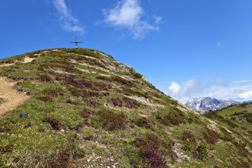 Erikawiese am Frommerkogel