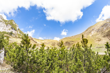 Obraz premium Alpine landscape with trees