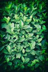 Fototapeta na wymiar Green background with fresh leaves. Vintage style
