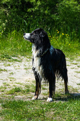 australian shepherd, aussie