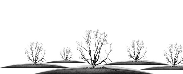 die tree isolate - concept picture of bad enviroment in black and white tone