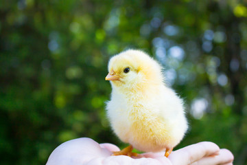 Small chicken on the palm looks in the frame