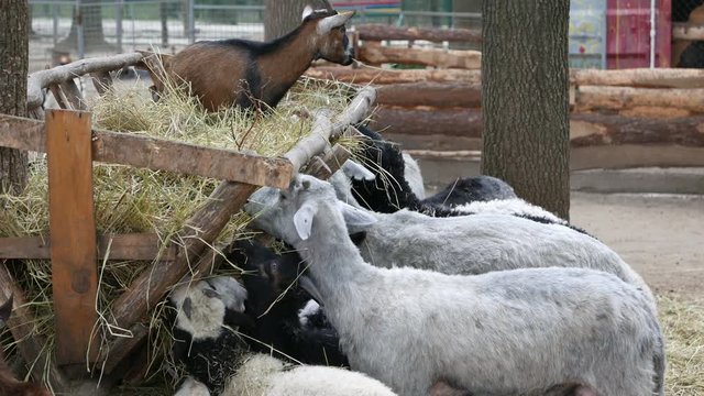 sheep and goats eat hay