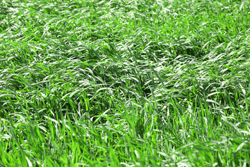 Green wheat crops field background