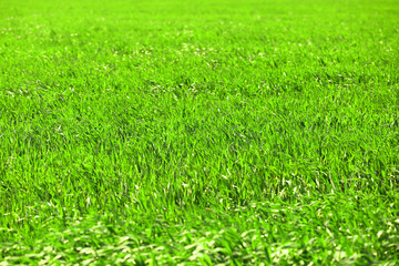Green wheat crops field background