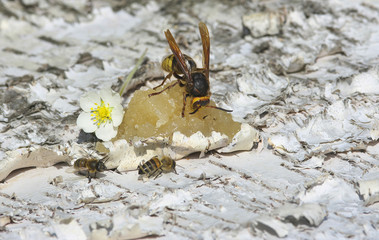 Hornet eats honey.
