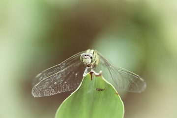Vintage silhouette photography with dragonfly and blur backgroun