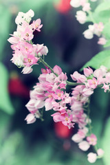 Flower vintage blur and little noise.