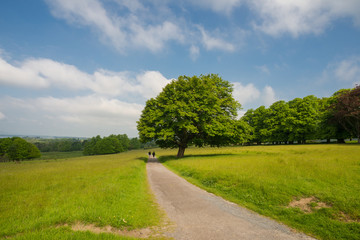 Fototapeta na wymiar walking pathway through Killarney national park in the summer time