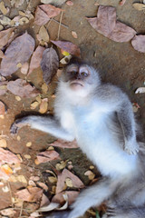 Fototapeta premium monkey lying on the ground on his back