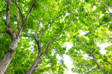 Fototapeta na wymiar green leaf tree