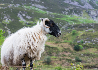 Irish blackface mountain sheep on a hilltop in rural Ireland