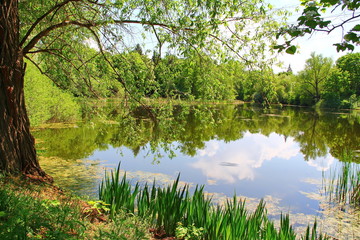 Summer landscape at a sunny day