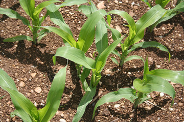 campo di granoturco. Giovani piante di mais in primavera