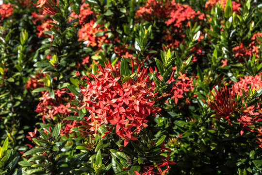View of a bush of red Exora flowers, Oahu, Hawaii
