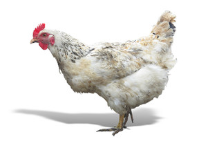 White chicken hen isolated over white