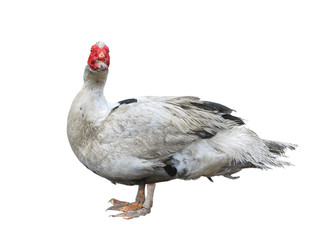 chinese dumb duck isolated over white background