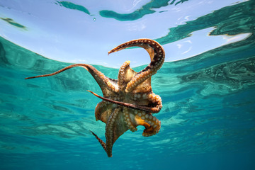 Giant octopus Dofleini against the backdrop of blue sea