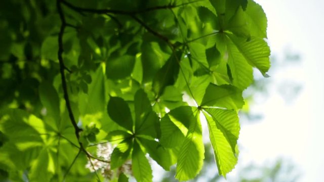 Beautiful green leaves and bright sun
