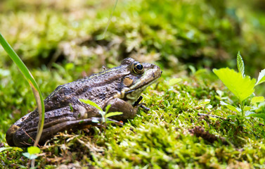 ein Teichfrosch wird von einer Mücke gestochen