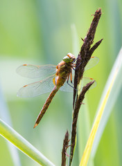 eine seltene Keilflecklibelle sitzt im Riedgras
