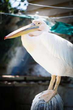 White And Pink Pelican