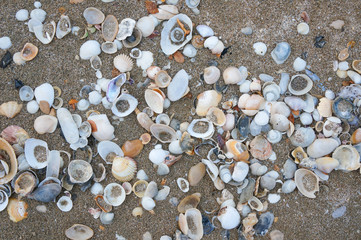 Sea shells on sand. Summer beach background. Top view