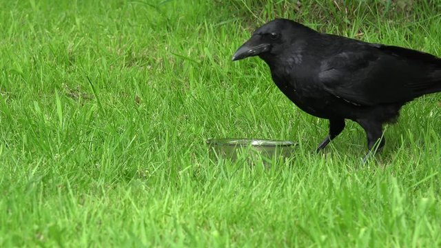 Common raven eat animal food on Meadow, magpie comes and chased