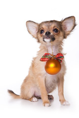 Red-haired Chihuahua puppy and Christmas ball (isolated on white)
