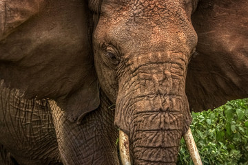 Portrait of an African elephant