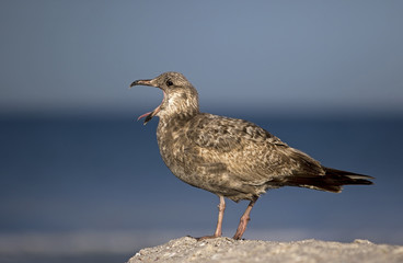 Herring Gull (Larus argentatus) yawning on a Gulf Coast beach.